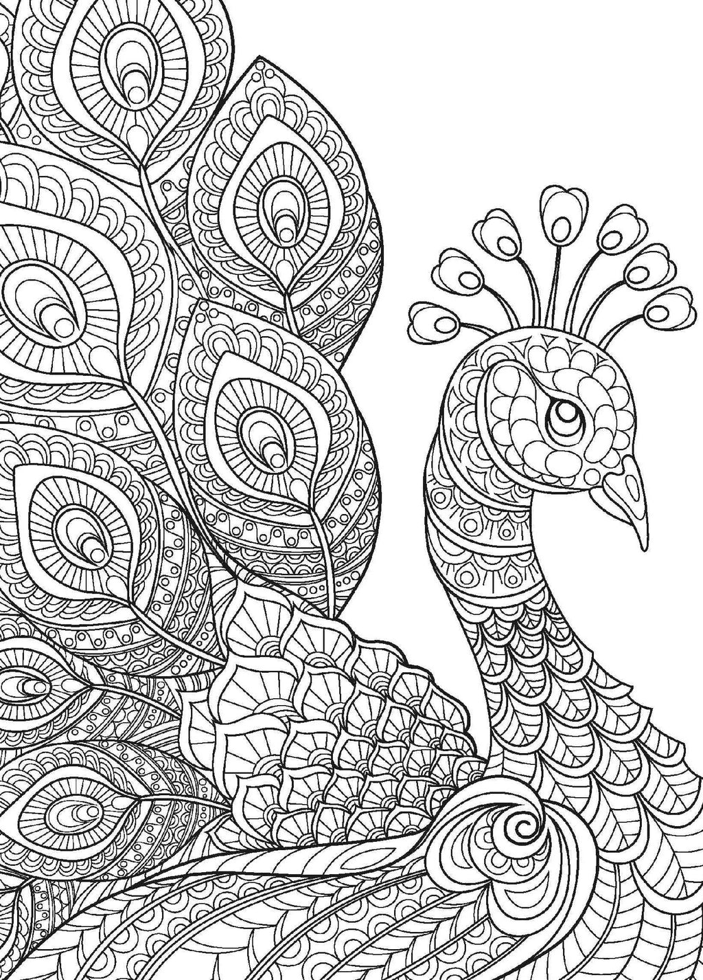 Wall Art - Amazing Animals